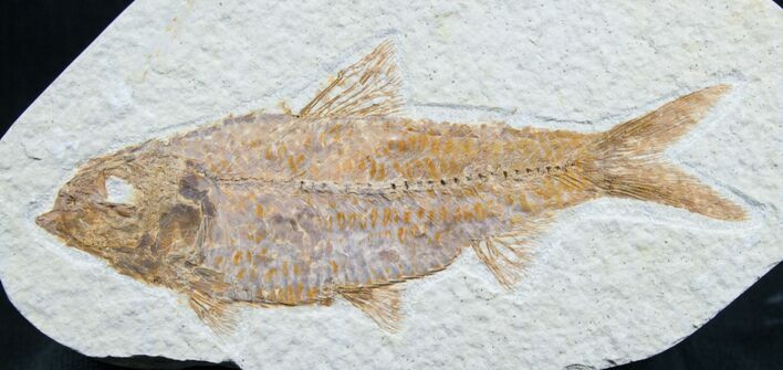 Knightia Fossil Fish - Wyoming #7560